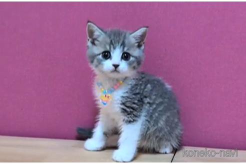 成約済の東京都のマンチカン-101309の3枚目